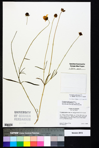 Coreopsis pubescens var. debilis image