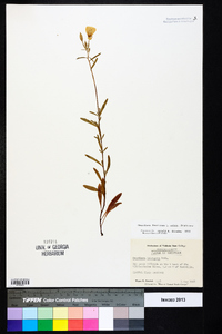 Oenothera fruticosa subsp. fruticosa image