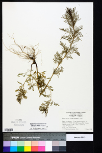 Eupatorium capillifolium image