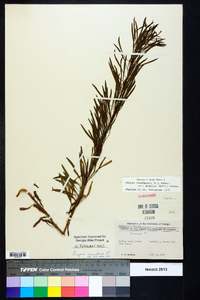 Conyza canadensis var. pusilla image