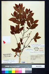 Vaccinium fuscatum image