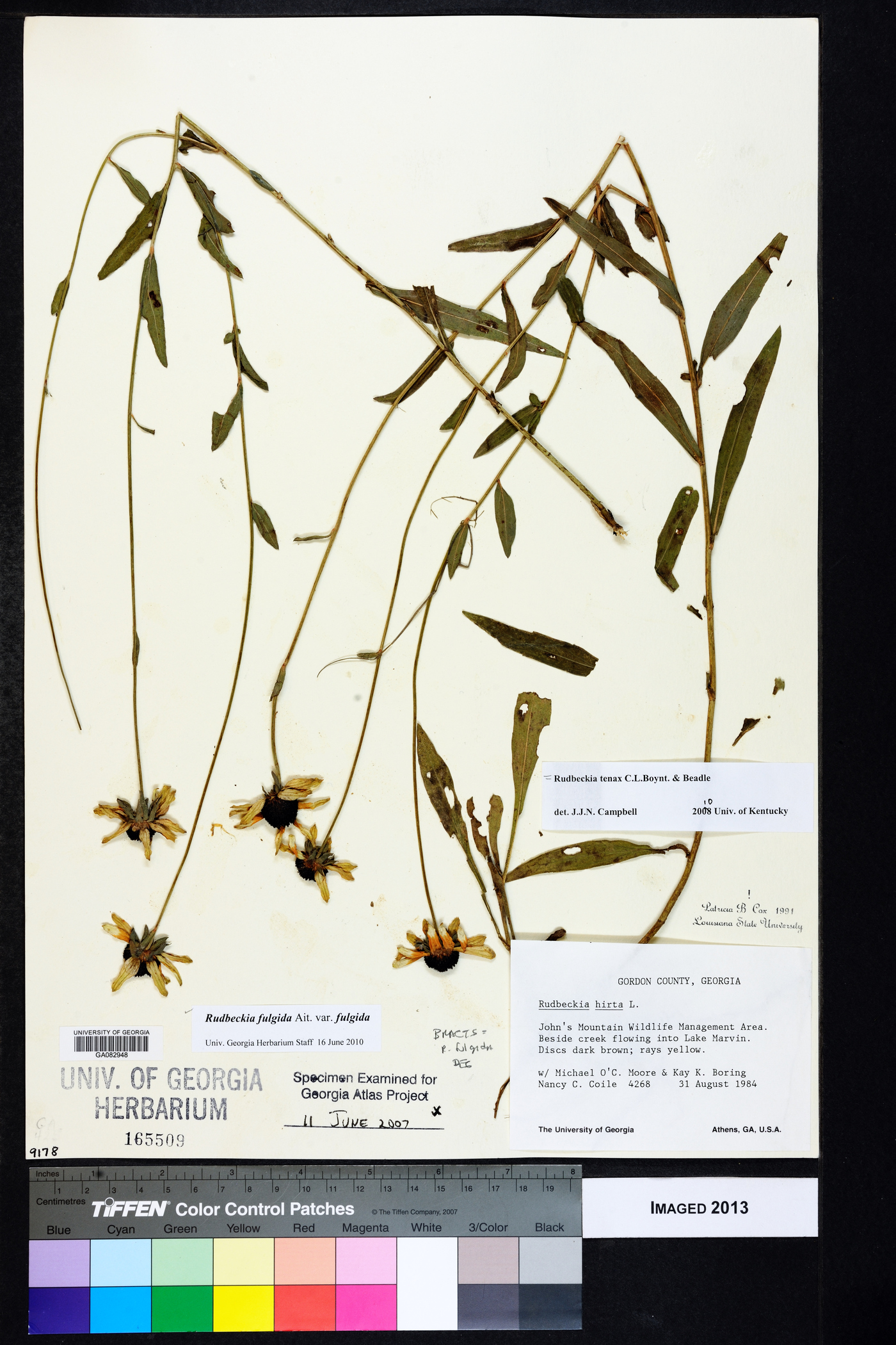 Rudbeckia fulgida var. fulgida image