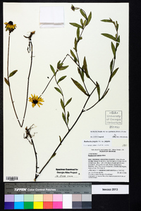 Rudbeckia fulgida image