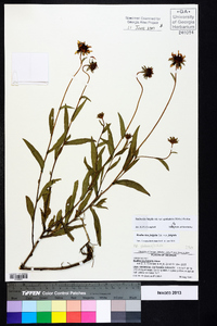 Rudbeckia fulgida image