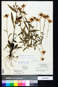 Rudbeckia fulgida image