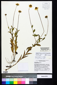 Rudbeckia fulgida image