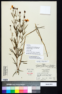 Coreopsis delphiniifolia image