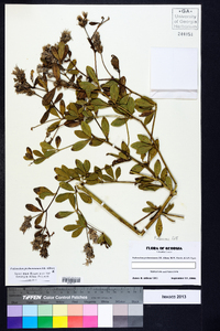 Pediomelum piedmontanum image