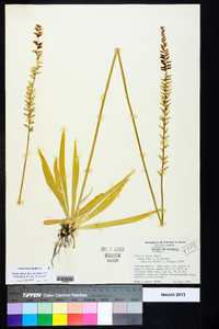 Aletris lutea image