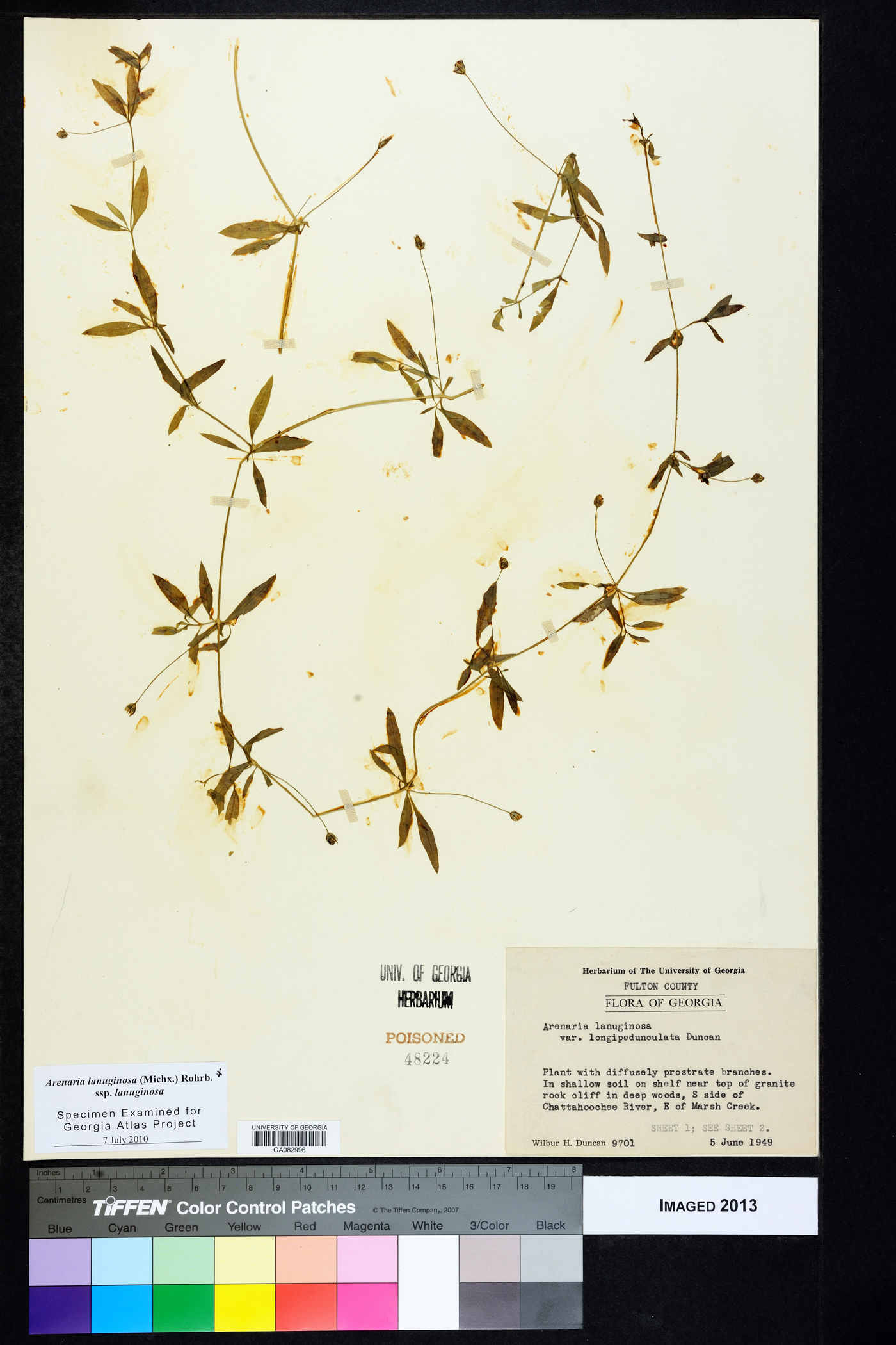 Arenaria lanuginosa var. longipedunculata image