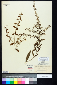 Lythrum curtissii image