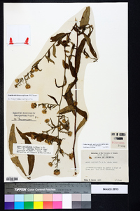 Symphyotrichum retroflexum image