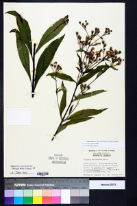 Vernonia flaccidifolia image