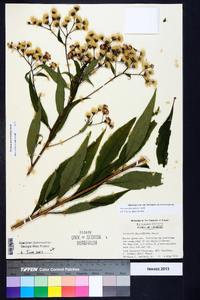 Vernonia flaccidifolia image