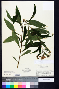 Vernonia flaccidifolia image