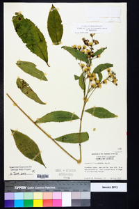 Vernonia flaccidifolia image