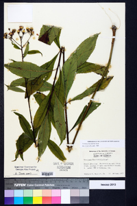 Vernonia flaccidifolia image