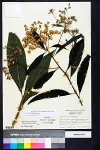 Vernonia flaccidifolia image