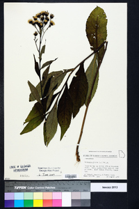 Vernonia glauca image