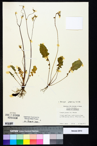 Youngia japonica image