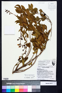 Bejaria racemosa image