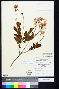 Bejaria racemosa image