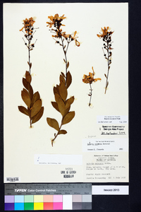 Bejaria racemosa image