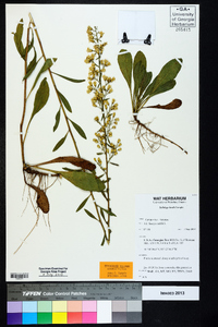 Solidago kralii image