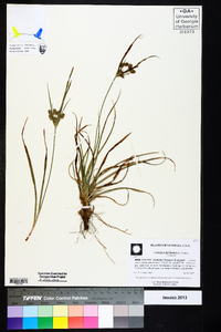 Cyperus retrorsus image