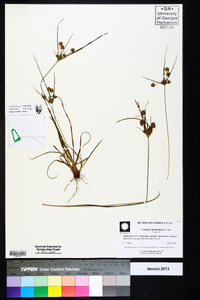 Cyperus retrorsus image