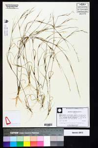 Aristida purpurascens image