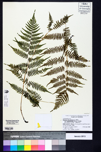 Athyrium filix-femina subsp. asplenioides image