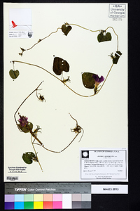 Ipomoea hederacea image