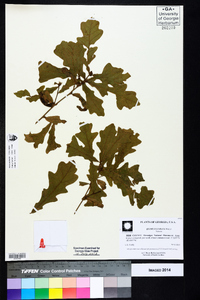 Quercus lyrata image