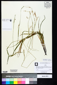 Carex oxylepis image