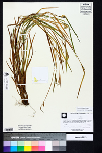 Carex crebriflora image