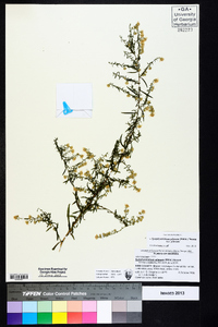 Symphyotrichum pilosum var. pilosum image