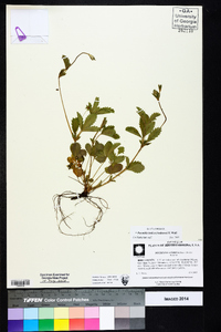 Potentilla indica image