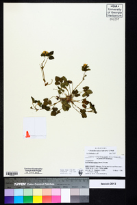 Potentilla indica image