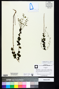 Desmodium ciliare image