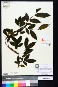 Ulmus alata image