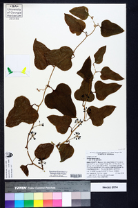 Smilax bona-nox image