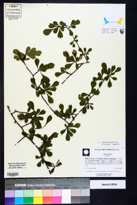 Crataegus spathulata image