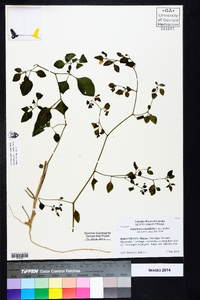 Salpichroa origanifolia image