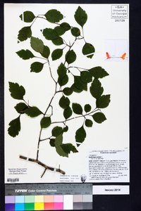 Crataegus viridis image