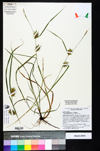 Carex louisianica image