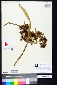 Cyperus virens image