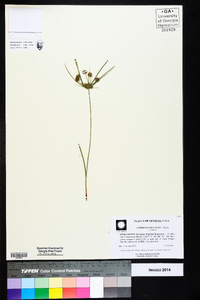 Cyperus echinatus image