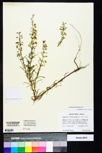 Dicerandra linearifolia image