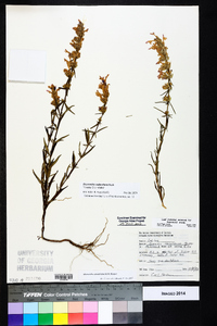 Dicerandra radfordiana image